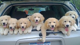 Golden Retriever Puppies That Will Make You Laugh Countless Times [upl. by Min]