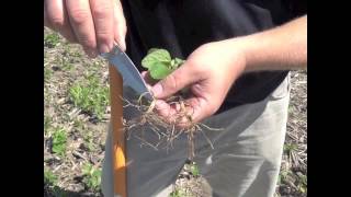 Soybean School  Getting Back to Your Roots [upl. by Wentworth]