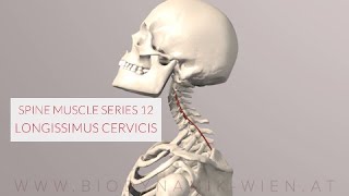 Spine Series 12 Neck Muscles Longissimus Cervicis 3D Animation [upl. by Len]