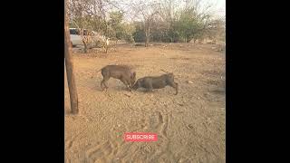 Tussle for greatness V12 on road test warthogsfightbeautifulwildlife please subscribe for more [upl. by Aytida]