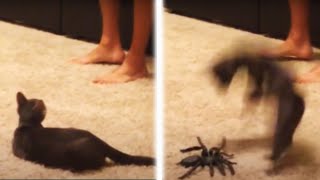 You’ve Got To Be KITTEN Me 😹 Funny Cat Videos  AFV [upl. by Indyc]