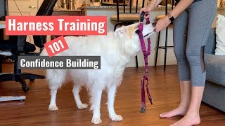 Harness Training Your Dog [upl. by Ecirtnom911]