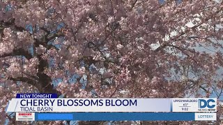 Cherry blossoms reach peak bloom early in DC [upl. by Aihsema]