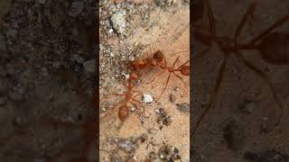 How Fire Ants Changed Warfare Forever ants insects [upl. by Enimisaj]