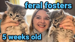 Fostering FERAL Kittens for the First Time Socializing amp Weaning at 5 Weeks Old [upl. by Gnuy]