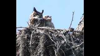 Floridas Owls  Whoo Is Making That Sound [upl. by Annahsed]