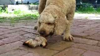 Archie dog cockapoo spoodle loving eating a roast pork bone  Australia [upl. by Oiruam628]