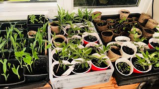 Exercising my pepper gungo peas pop corn horned melon amp bitter melon plants indoors [upl. by Ssor59]