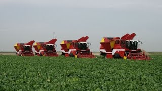 Beet Harvest XXL  4x GRIMME MAXTRON 620  selfpropelled Beet Harvesters [upl. by Atnima]