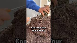 Why You Should Comb Out Your Bonsai Roots bonsai bonsaitree gardening plants tree tips shorts [upl. by Lynnet787]