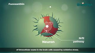 The role of Fucoxanthin in Brainphyt [upl. by Ifen]