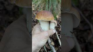 Che bei porcini Boletus edulis rilassanti porcini boletus funghi mushroom forest nature [upl. by Hafler659]