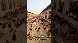 Sonali Chicken Farming Tips in Hindi [upl. by Dedra]