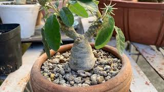 Dorstenia Foetida [upl. by Rattray]