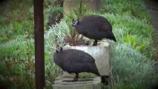 Urban Critters Guinea Fowls [upl. by Betteann177]