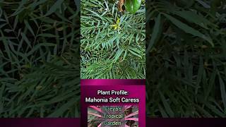 Plant Profile Mahonia Soft Caress [upl. by Ankney]