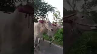 Niranjan Sir From Honnayakanahalli Fr Mandya dist with his incredible Hallikar Ox Pair [upl. by Shepard]