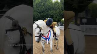 CONNEMARA RIDDEN CLASSES DUBLIN HORSE SHOW ‘23 connemara connemarapony ireland pony showing [upl. by Cheyney]