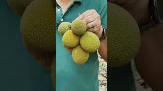 wildlife artocarpuschama lifescience chaplaish চাপালিশ artocarpus taxonomy botany mora [upl. by Nakre164]