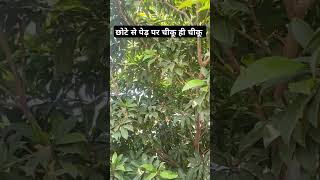 Sapodilla fruit farming trending viralshorts youtube farmerlife jaat prernaorganicfarms [upl. by Rubliw]