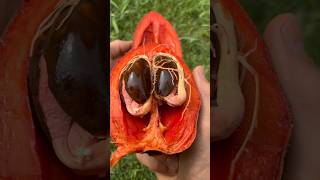 Beautiful Fruit Mamey Sapote Double Sprouted Seed [upl. by Kaylyn]