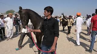 Tilwara Cattle Fair  2023 Balotra jodhpur Ral Part2 [upl. by Nrublim]