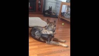 Hip Dysplasia German Shepherd Our Sadie [upl. by Patton931]