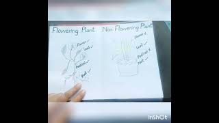 Draw Flowering and NonFlowering plants drawinginshortHaaMeem 4science [upl. by Erihppas306]