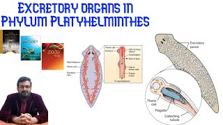 Animal Form amp Functions Lec8 P2 Osmoregulatory organs in PlanariaUrduHindi [upl. by Anyek]