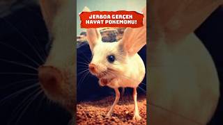 Jerboa  Gerçek Hayat Pokemonu Jerboa Pokemon JerboaBelgeseli DoğaMucizeleri ÇölHayvanları [upl. by Ahsiryt]