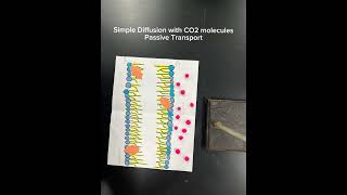 Cell transport project stop motion [upl. by Thibault]