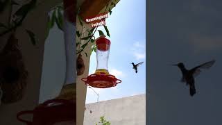 Gopro9 Hummingbird Footage Shorts [upl. by Yrellav601]