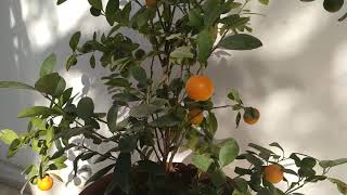 Calamondin  How to grow Calamondins at home EASY METHOD TO GROW CALAMONDIN AT HOME [upl. by Berghoff]