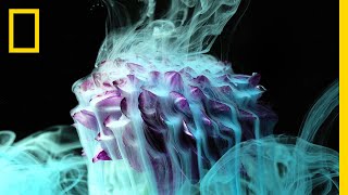 See the Stunning Beauty of Flowers Exposed to Fire Ice and Ink  Short Film Showcase [upl. by Aremihc962]