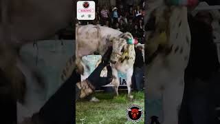 JARIPEO QUIROGA 🔥🐂 Rancho los tres garcia [upl. by Smada]