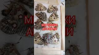 Метелики Аполони в Колекції Ентомолога Collection of Parnassius Papilionidae [upl. by Cthrine334]