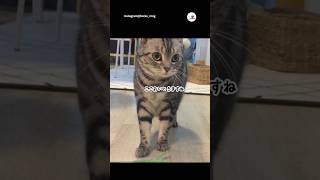 これで遊んでください😺｜PECO アメリカンショートヘア 猫 愛猫家 猫のいる暮らし americanshorthair cat catlover catlife [upl. by Rourke]