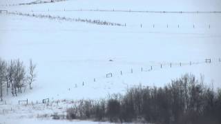 Longest coyote shot on video  1390 yards [upl. by Atnad280]