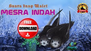 DOWNLOAD FREE Suara Inap Walet MESRA INDAH [upl. by Lander]