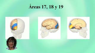 Corteza Cerebral Áreas de Brodmann [upl. by Amliw]