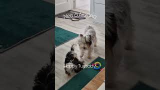 Happy Tuesday biewer biewerpuppy puppy biewerterrier doglife cutepet cutepet cutepuppy [upl. by Sedecrem689]