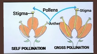 How to draw self pollination and cross pollination easilyTypes of pollination easy drawing [upl. by Nailliw]