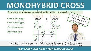 Monohybrid Cross Examples  GCSE Biology 91 [upl. by Sukhum]