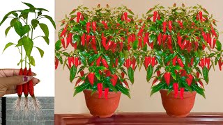 Best Technique For Growing Peppers Tree with chicken egg and Aloe Vera [upl. by Johnsson]