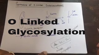 O Linked Glycosylation [upl. by Etteniotna]