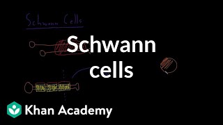 Schwann cells  Nervous system physiology  NCLEXRN  Khan Academy [upl. by Marba]