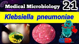 Klebsiella pneumoniae شرح بالعربي Difference between E coli and Klebsiella [upl. by Lefkowitz]