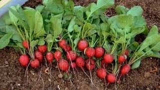 HOW TO GROW RADISHES FROM SEEDS [upl. by Paulo]