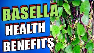 Amazing Health Benefits of Basella or Alugbati Malabar Spinach Indian Spinach amp Vine Spinach [upl. by Geoffrey523]