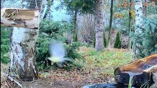 Bird Feeder Cam Forest Nook Poland Żywiec 20241118 [upl. by Eiaj]